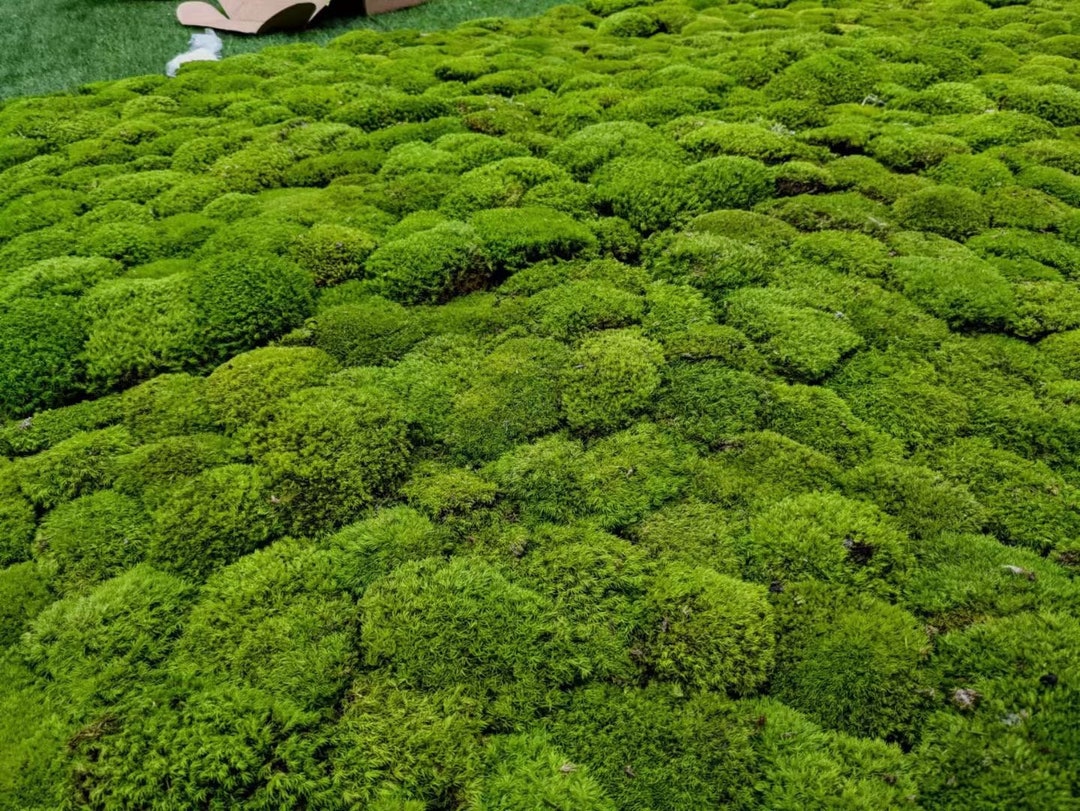 Preserved Ball Moss Forest Green, Stabilized Pillow Moss Dried Natural Wholesale Moss, Florists