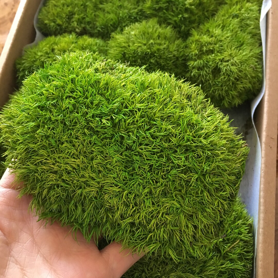 Preserved Ball Moss Supply Pillow Bun Moss, Stabilized Pole Moss