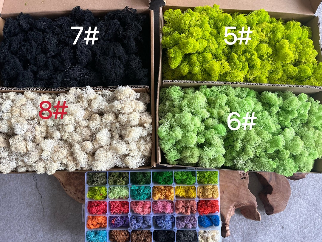 30colors Natural Top Reindeer Moss Preserved Reindeer Lichen Moss for ...