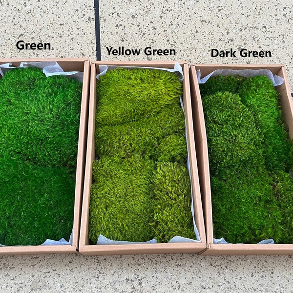 Perserved Polar Flat Moss, Stabilized Preserved Wool Pillow Moss For Wall Art, Premium Dried Moss For Decor, Soft And Fluffy Moss, Bulk Moss