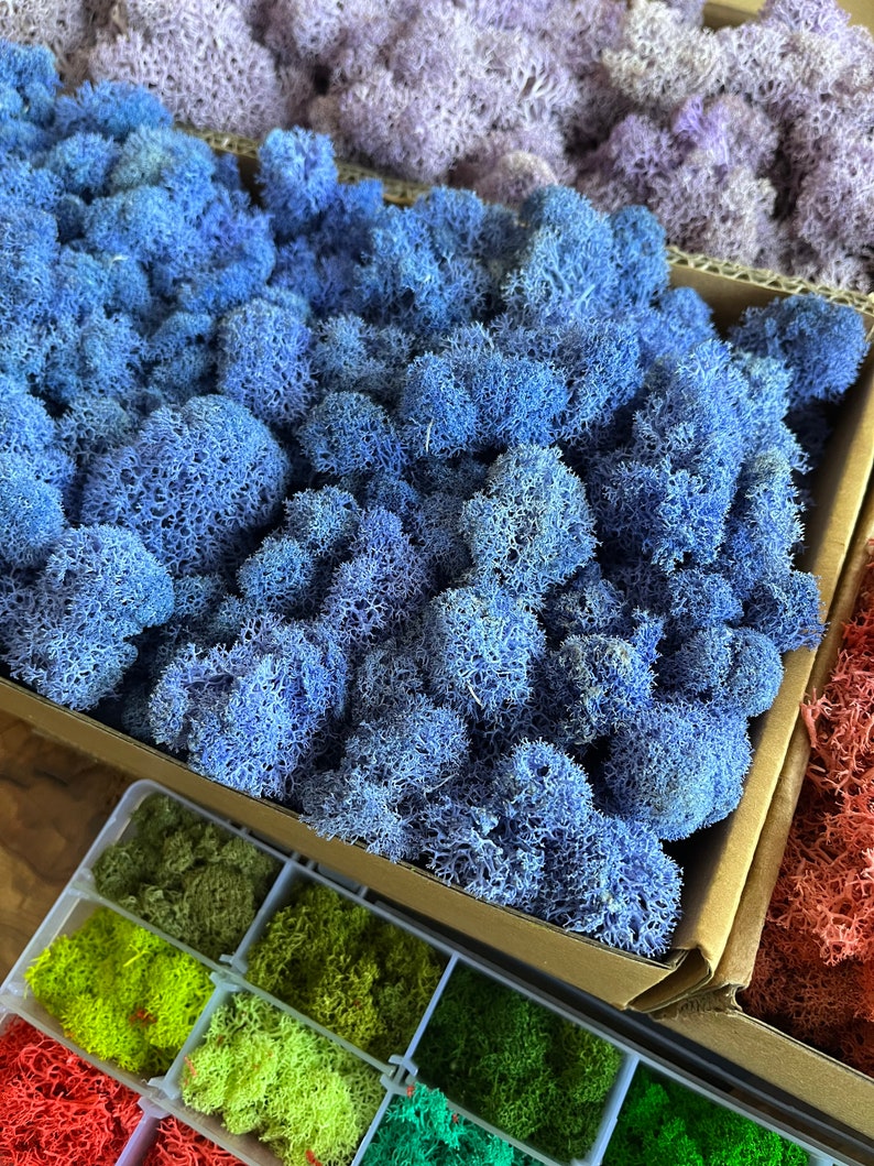 Wholesale Reindeer Lichen Moss Preserved Moss for Art Wall Decor, Dried Moss /decorative Moss