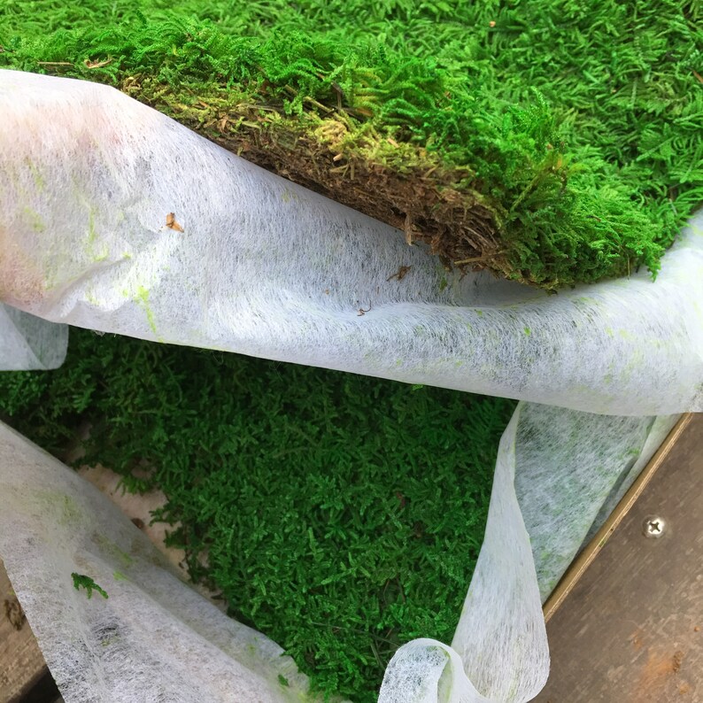 Preserved Flat Sheet Moss Stabilized Craft DIY Gardening Prefleur ...