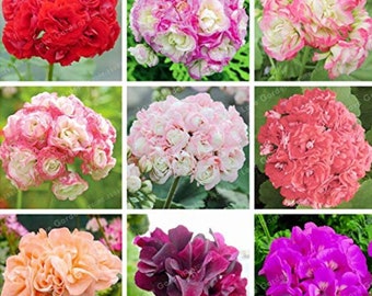 Pink Geranium Seeds Plant Seeds Pack Yesz 100pcs Pelargonium Seeds Geranium Flower Garden Balcony Bonsai Pot Plant Decor Great Grow Kit Gift For Gardener Patio Lawn Garden Plants Seeds Bulbs Ourvagabondstories Com Pink Geranium Seeds Plant Seeds Pack Yesz 100pcs Pelargonium Seeds Geranium Flower Garden Balcony Bonsai Pot Plant Decor Great Grow Kit Gift For Gardener Patio Lawn Garden Plants Seeds Bulbs Ourvagabondstories Com
