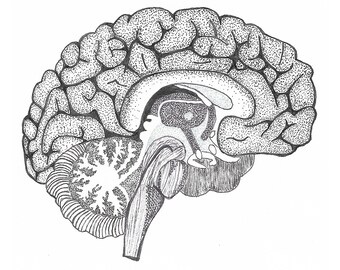 Brain Drawing Etsy