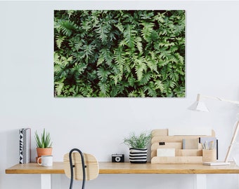 Ferns | Nature | Landscape | Landscape Photography | Washington | Plants | Photography | Photography Print