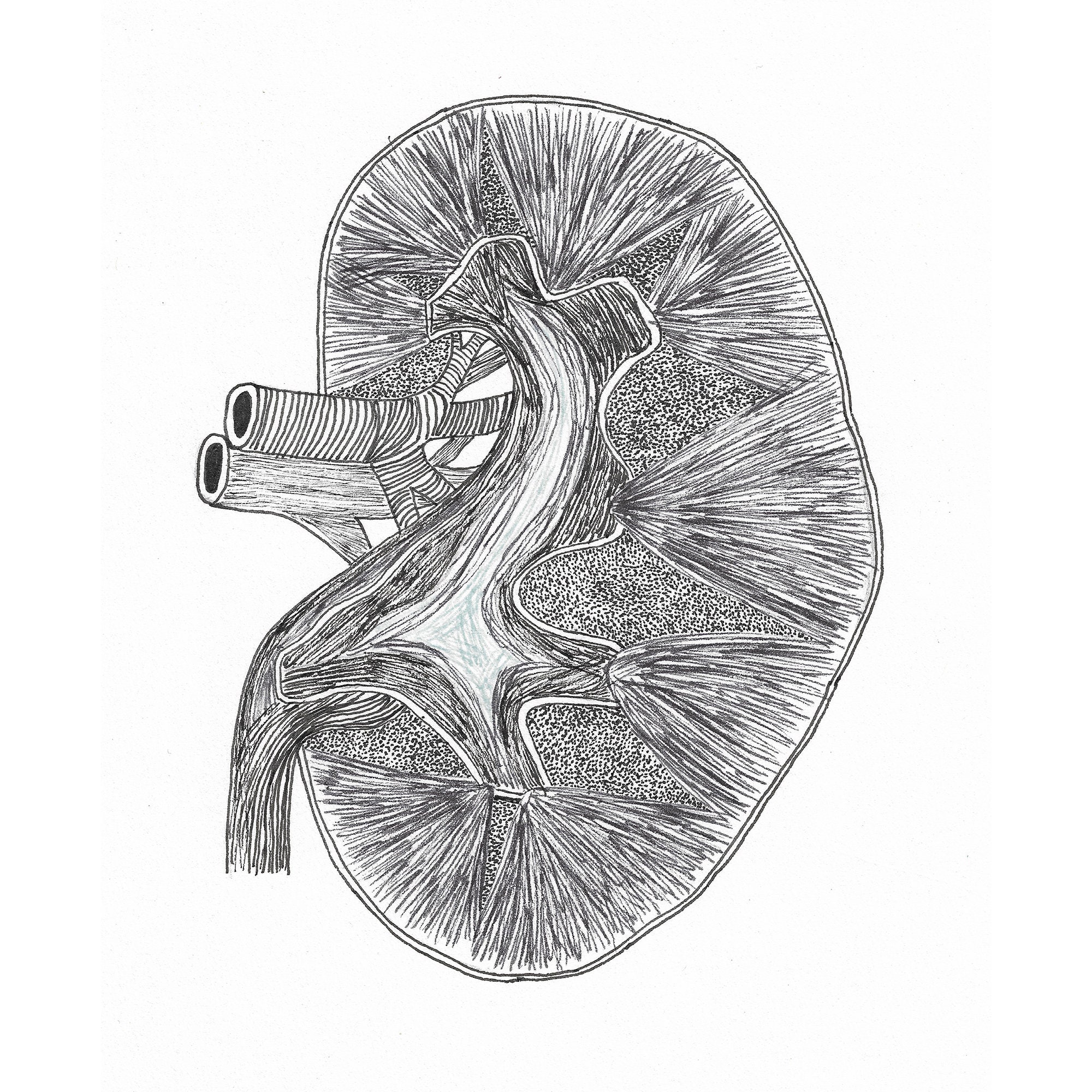 Anatomical Kidney Print Pointillism Anatomy Medical Art Nephrology Pen  Drawing Hand-drawn Drawing Print - Etsy