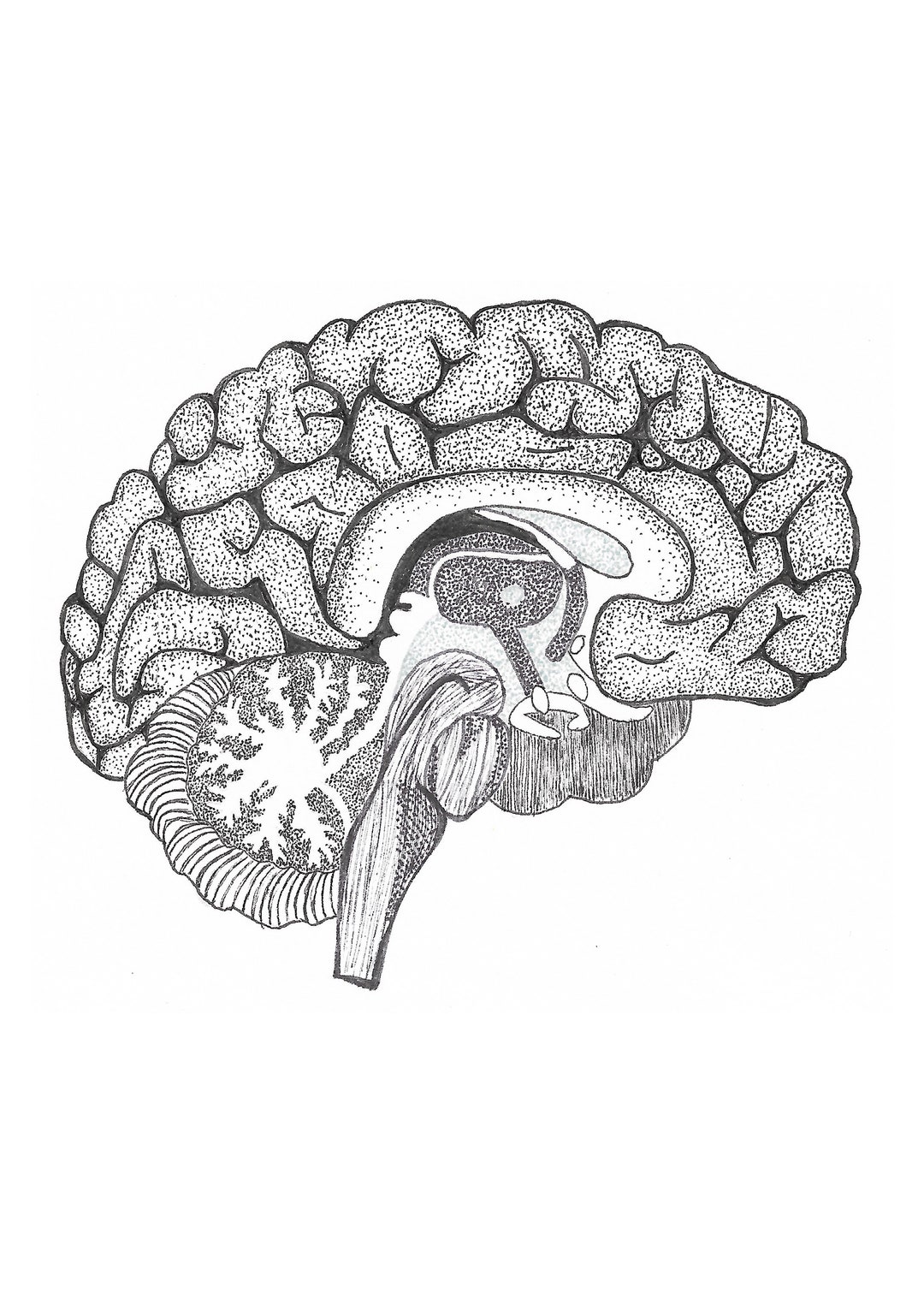 Human Brain Anatomy, Vector Medicine Aid Scheme, Vectors | GraphicRiver