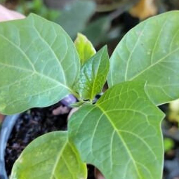 Purple Angel Trumpet~Datura Metel~Purple Ballerina~Devil's Trumpet Live Plant  PERFECT MOTHER'S DAY gift