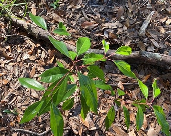 Camphor tree 6-12 inches, well rooted