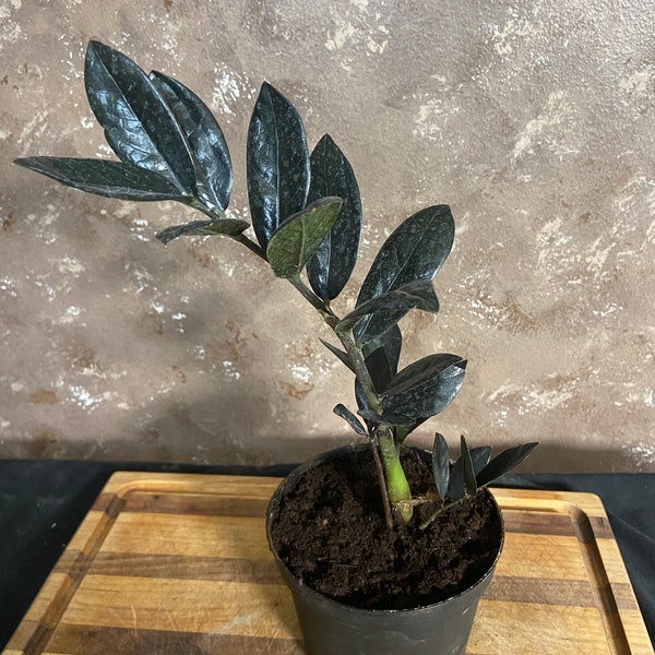 Raven ZZ Plant!  Black leaves!!  Rare and unique great for indoor limited stock