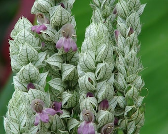 NEW ITEM RARE White Shrimp Plant 12 inches tall Not in bloom