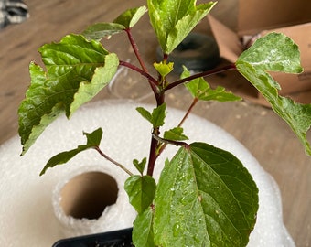 NIEUW ITEM Roselle Hibiscus Plant 8 inch Geweldig voor Moederdag