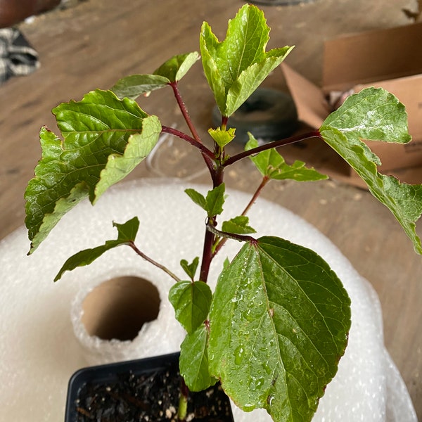 NEW ITEM Roselle Hibiscus Plant 8 inches  Great for Mothers day