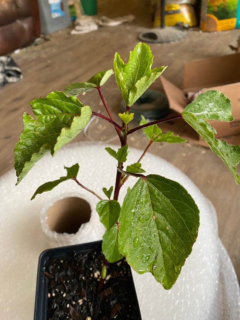 NEW ITEM Roselle Hibiscus Plant 8 inches Great for Mothers day image 1