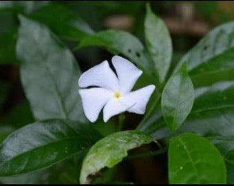 White pin flower jasmine