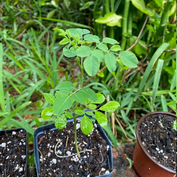 NEW ITEM RARE Dwarf Moringa Seedling  Perfect for cold climate container growing. Very Hard to Find this variety