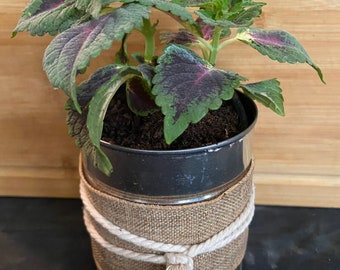 Coleus (2) 4 inches Pot container is included