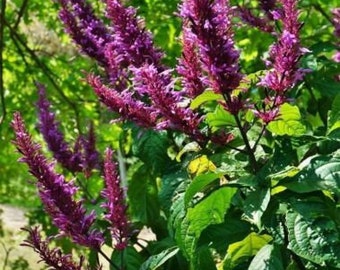 Purple Firespike live plant excellent for attracting butterflies and hummingbirds