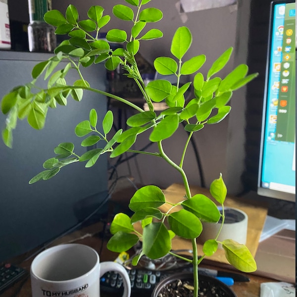 Moringa Tree  (seedlings) Approx. 2 inches  AVAILABLE TO ship within 2 weeks  2nd photo is from client 3 months after planting