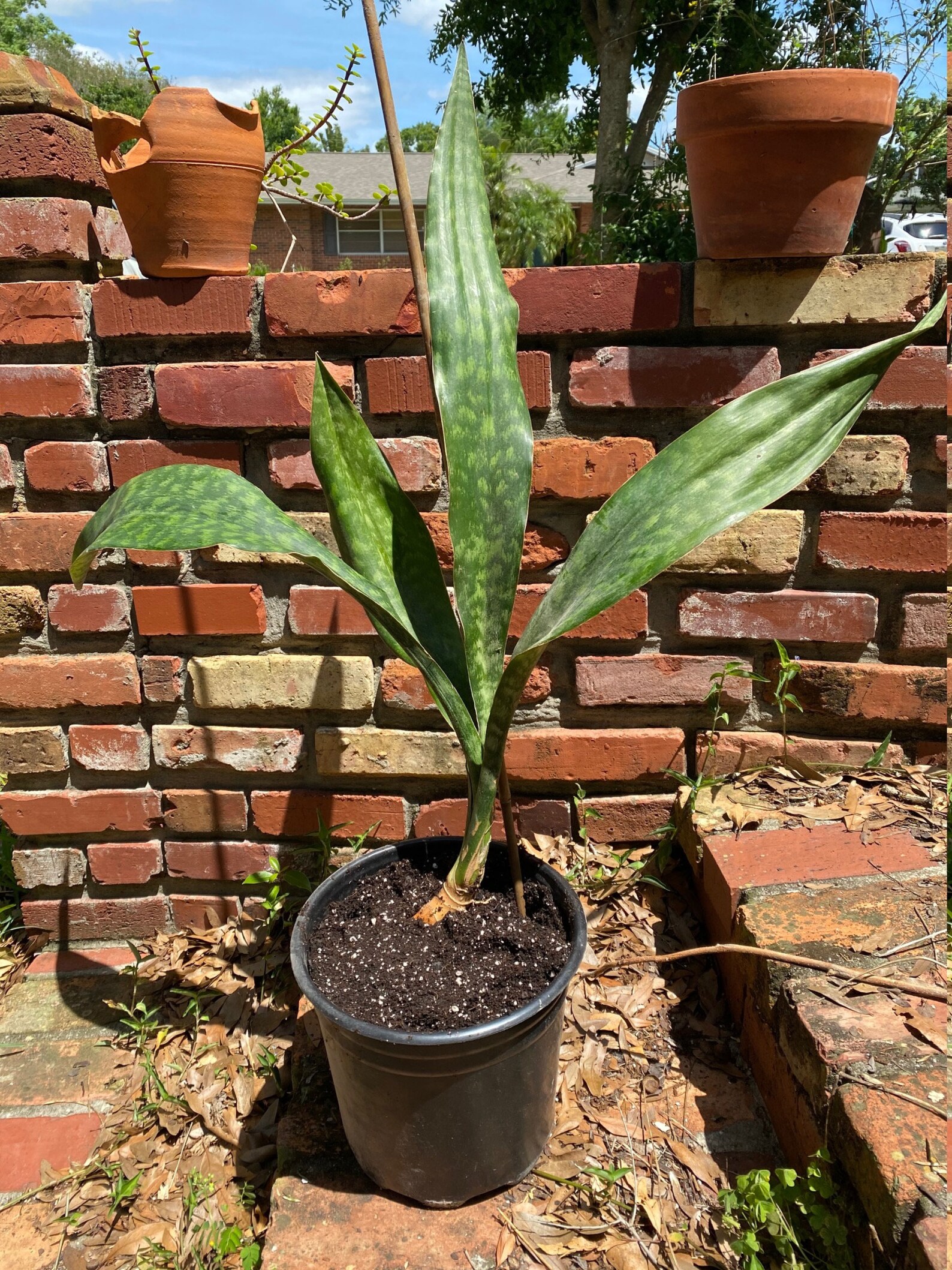 Extra Large Snake Plant perfect for Fathers Day only 1 in