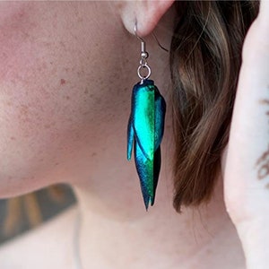 Real Blue Green Buprestid Beetle Wing Silver Pair Earrings