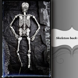 May include: A white skeleton doll with a black background. The skeleton is posed with its arms at its sides and its legs slightly bent. The skeleton is made of plastic and has a realistic appearance.