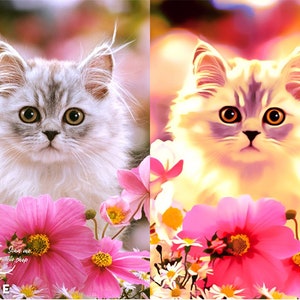 Op de afbeelding: Een witte en grijze kat met gele ogen zit in een veld met roze en witte bloemen. De kat kijkt recht in de camera. De bloemen bloeien en de achtergrond is wazig.