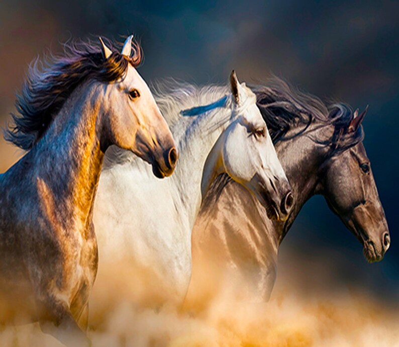 Horses on canvas Canvas art Framed poster High Quality Etsy