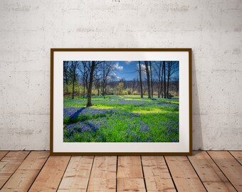 Bluebells Photo, Bluebells Meadow Pennsylvania, Digital Download, Pennsylvania Print, Printable Wall Art, Bluebells Photo Download