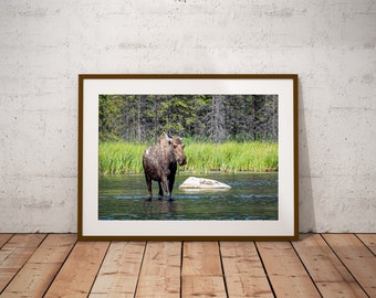 Alaska Moose Photo, Denali National Park, Wildlife Photography (Digital Download)
