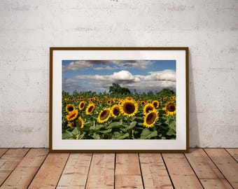 Sunflower Fields Digital Download, Sunflower Farm, Sunflower Decor, Sunflower Print, Printable Wall Art, Sunflowers Photo Download