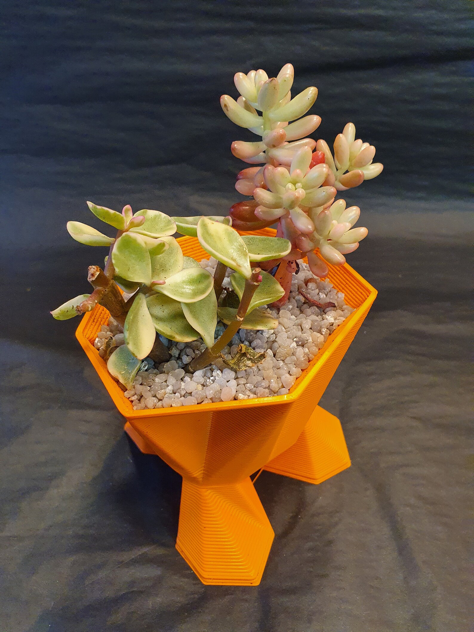 Large Geometric Cacti Pot with plant. Etsy