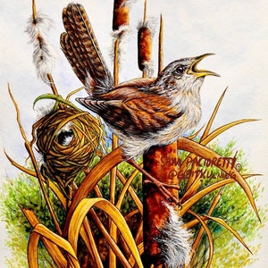 Marsh Wren Original Sam Pacioretty Watercolor Wildlife Painting, Birding Landscape Illustration Print