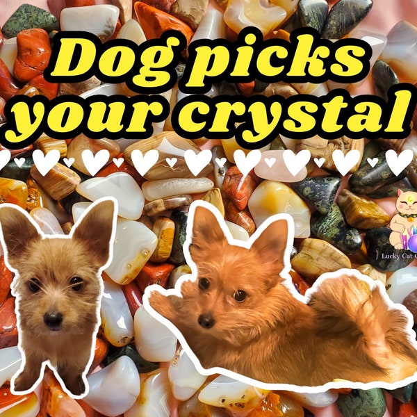 Dog picks your crystal Puppy picks your crystal Pet picks your crystal All proceeds going to this lil guy's surgery :)
