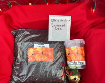 Clivia miniata Seeds, feed & Compost Gift Set HousePlant