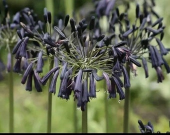 WOW! Agapanthus ‘Black Magic’ pack of 3 plugs. Hardy. National Collection Holders