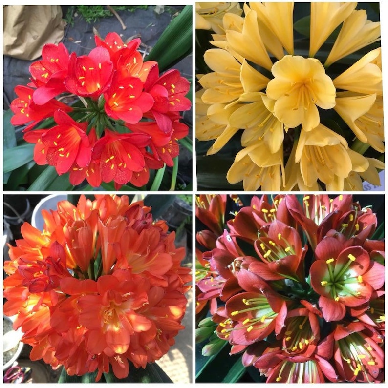 Clivia miniata mixed seed x 5. Beautiful houseplant image 1