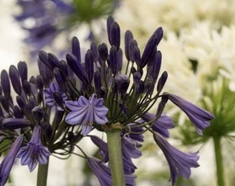 Agapanthus 3x Plug Plants ‘Black Panther’. National Collection Holders