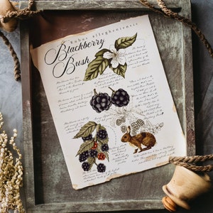 Blackberry Bush Nature Journal Page | Nature art | Rustic nature journal