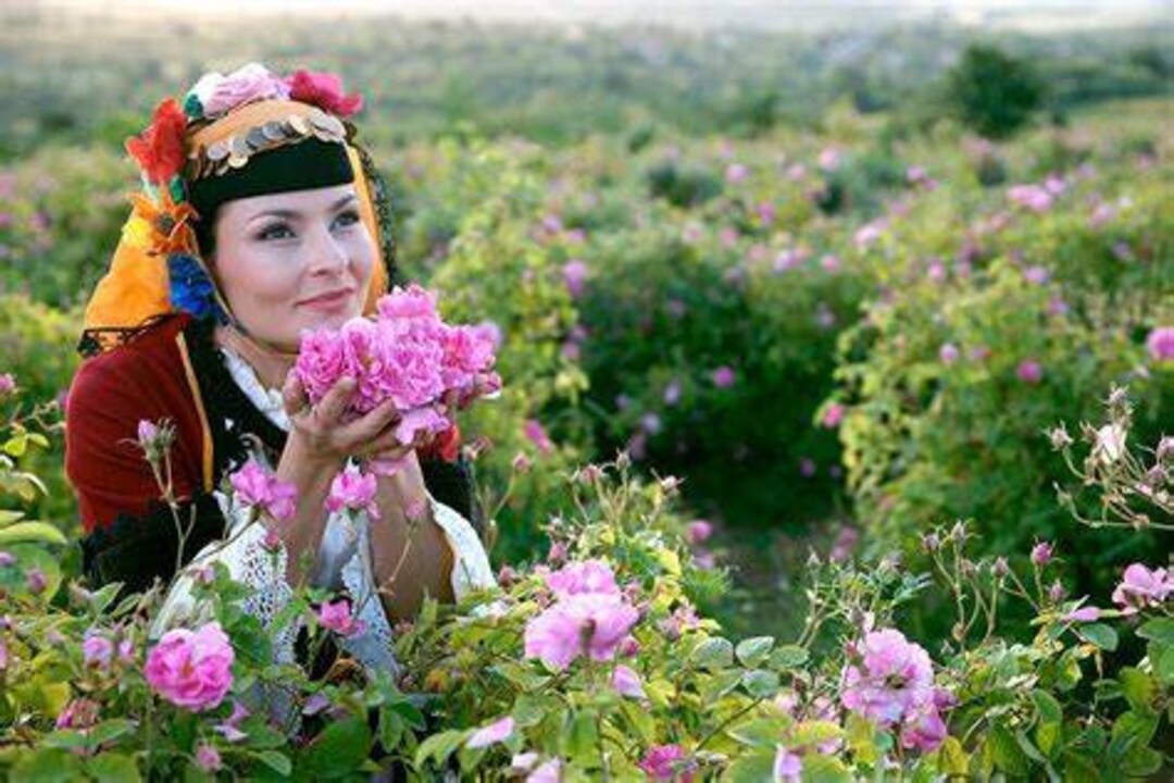 Rose Oil Rose Otto-bulgaria 10% Diluted Rosa Damascena - Etsy