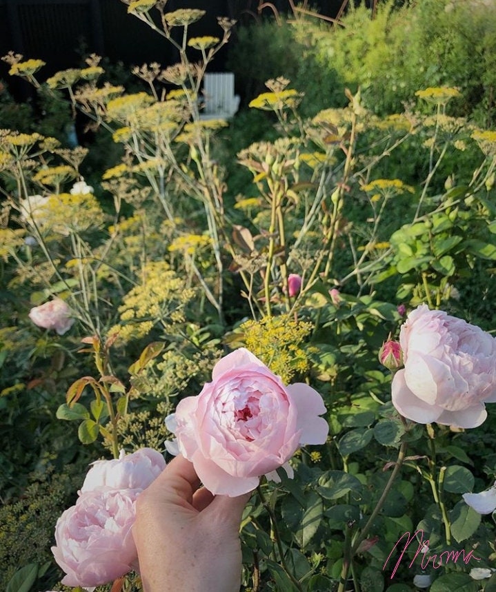 Glow Face Oil luxurious Rose Blendnatural Organic Etsy UK