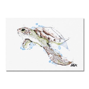 Carte postale Tortue