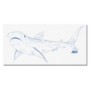 Carte postale requin tigre