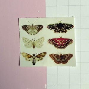 May include: A sticker sheet featuring six distinct moth illustrations. The moths display varied patterns and colors, including shades of brown, cream, white, and a vibrant magenta. Each moth is rendered with detailed wing markings and antennae.