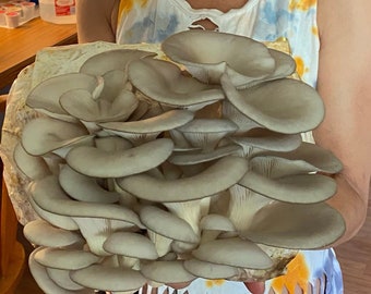 Op de afbeelding: Een persoon houdt een bos verse, grijze oesterzwammen vast. De champignons zijn in een tros gerangschikt, met de hoeden naar buiten.