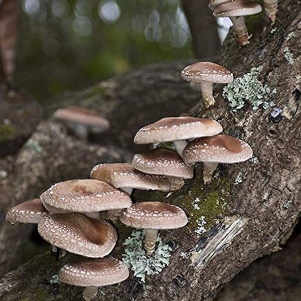 Shiitake Mushroom Plug Spawn