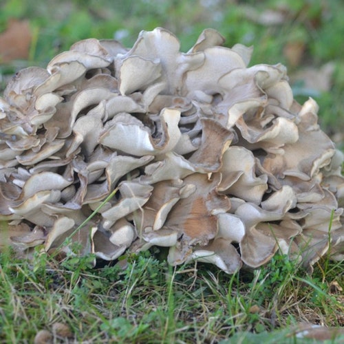25 G Fresh MAITAKE Mycelium Hen of the Woods Grifola Frondosa | Etsy Hong  Kong