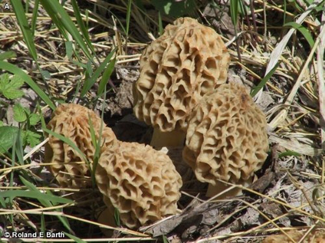 Morel Mushroom Kit Etsy