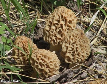 Morel Mushroom Kit