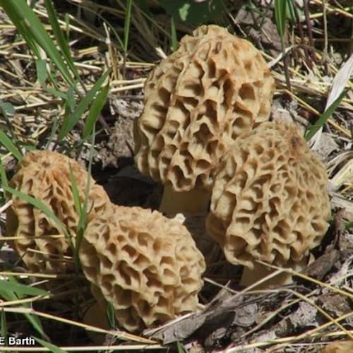 Morel Mushroom Kit Etsy
